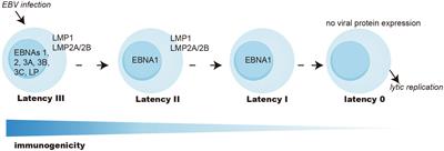 EBV-induced T-cell responses in EBV-specific and nonspecific cancers